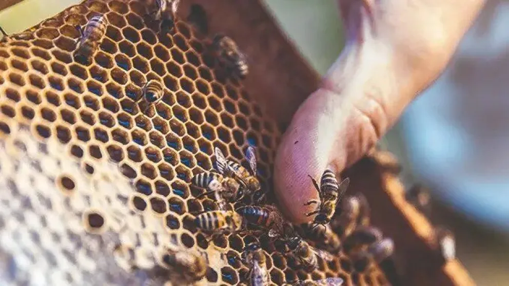 Río Negro será anfitriona del 2° Encuentro Apícola Federal