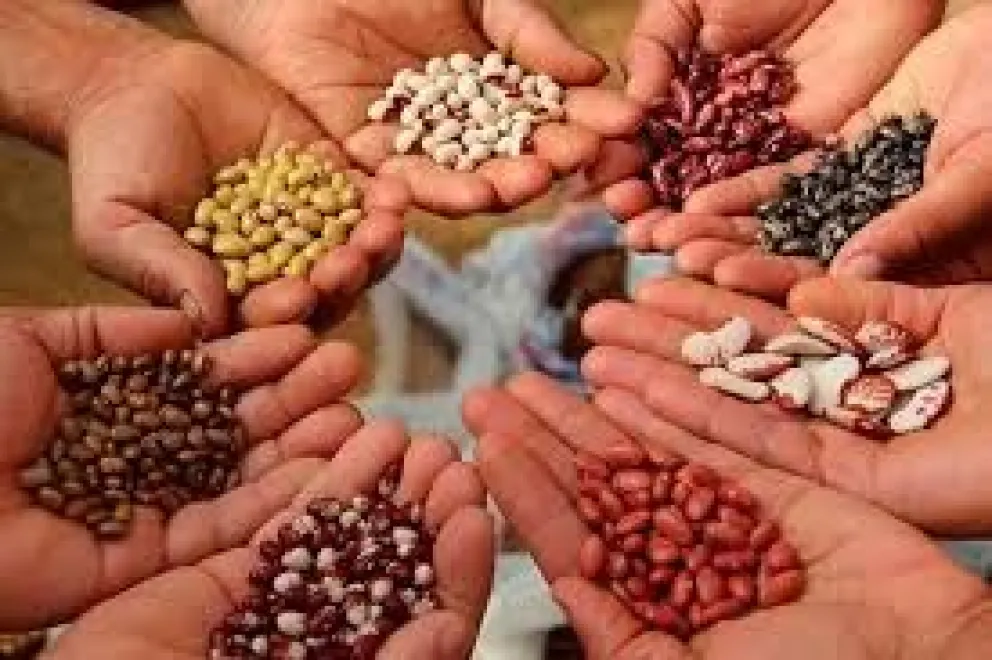 ¿Todavía no te anotaste para la Feria de plantines e intercambio de semillas?