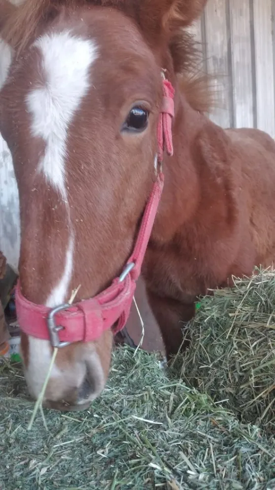 peteco potrillo rescatado