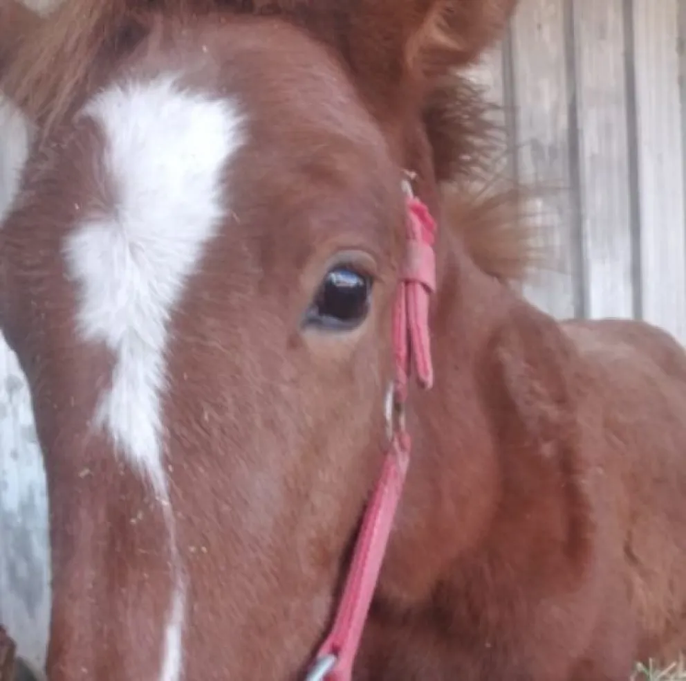 Peteco el potrillo que fue atacado por una jauría de perros necesita un hogar