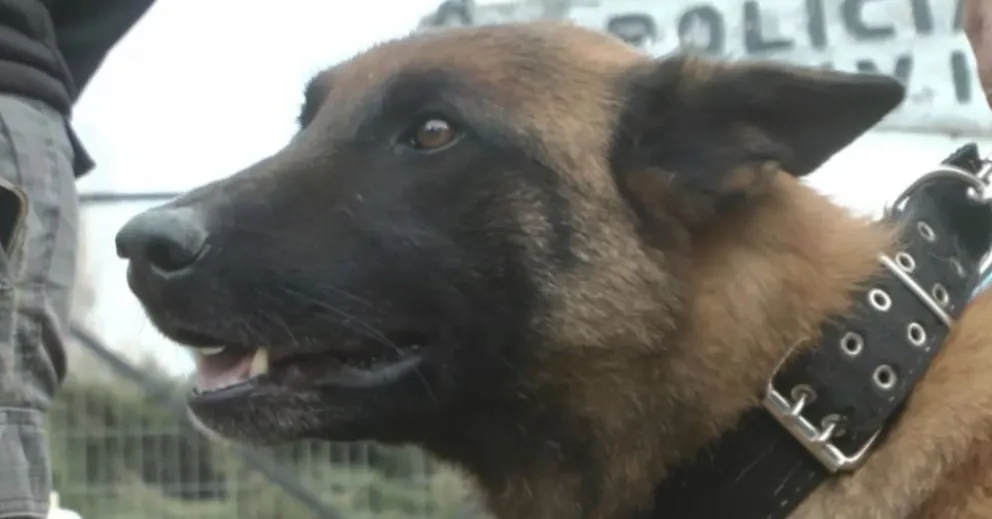 Los perros héroes: cómo entrenan a los canes en Cipolletti que salvan vidas