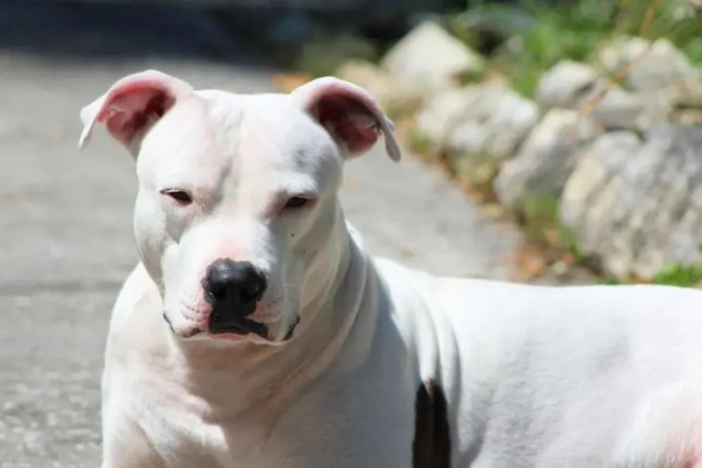 Córdoba: una nena de ocho años fue atacada por el dogo de su familia