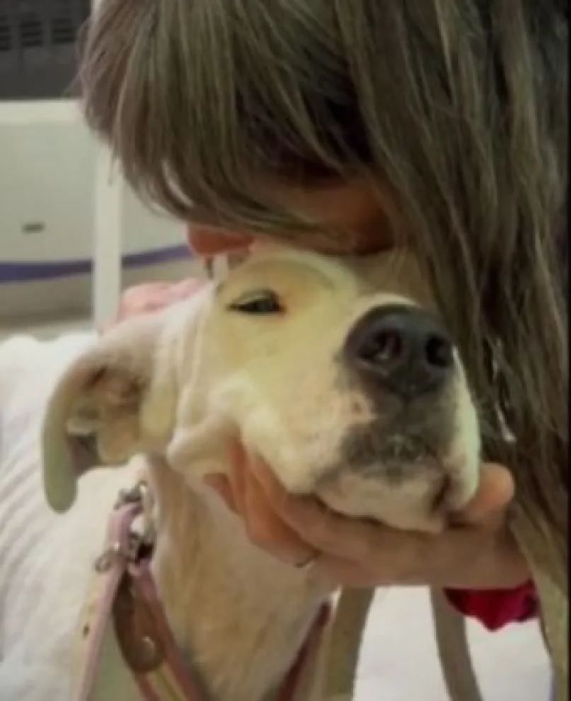 Video emotivo: así fue el rescate de “Peter”, el perro que sufrió maltrato