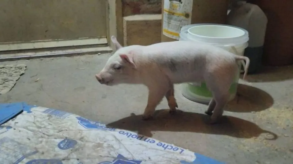La chanchita cipoleña volvio a su hogar: una nena perdió a su mascota y luego de varias horas logró recuperarla