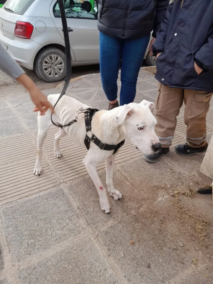 Se necesitan urgente voluntarios: "Si nosotros no tenemos un lugar de tránsito no podemos rescatarlo"