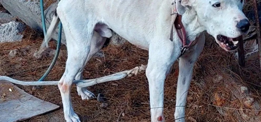 Rescataron a un dogo víctima de maltrato animal