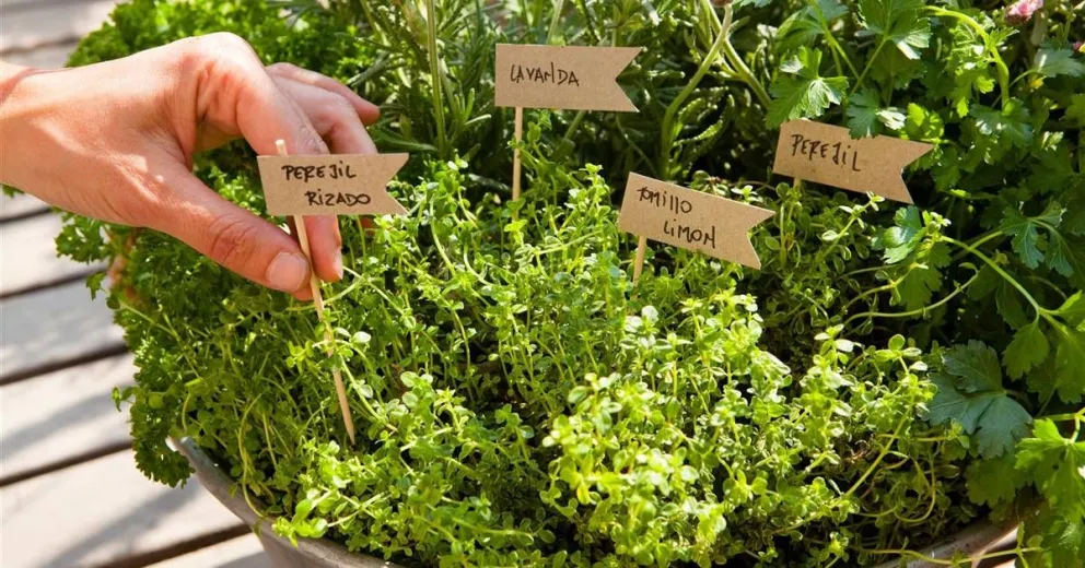 ¿Te interesan las hierbas aromáticas? Dictarán un curso introductorio
