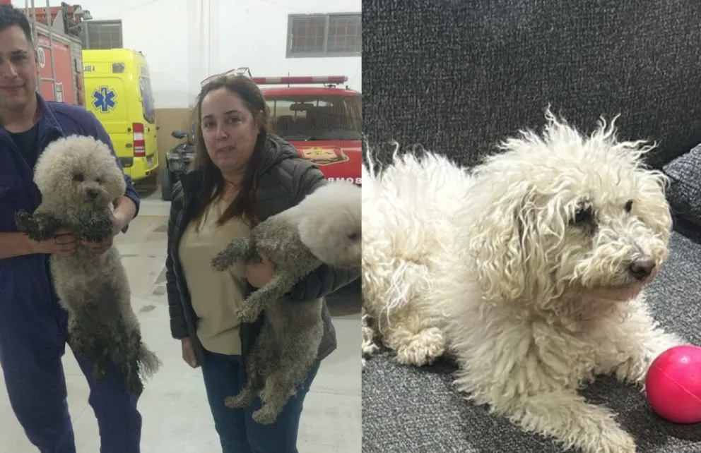 Feliz reencuentro de su dueña con tres perritos fugados durante un intento de robo