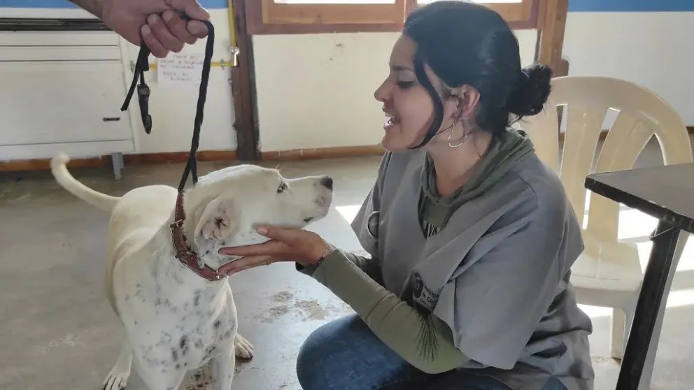 Hay cambios en el servicio de castraciones gratuitas 