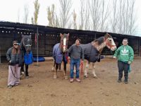 Dolor e indignación: sacrificaron a “Carlitos”, el caballo que usaban para actividades terapéuticas