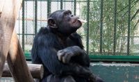 ¿Finalmente será liberado? Expertos internacionales evalúan el traslado del chimpancé Toti