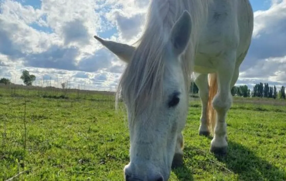 Caso “Carlitos”: la fiscalía solicitó prisión preventiva a un hombre por haber robado, faenado a un caballo