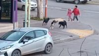 VIDEO: Dos mujeres fueron salvajemente atacadas por un grupo de perros en calle Fernández Oro