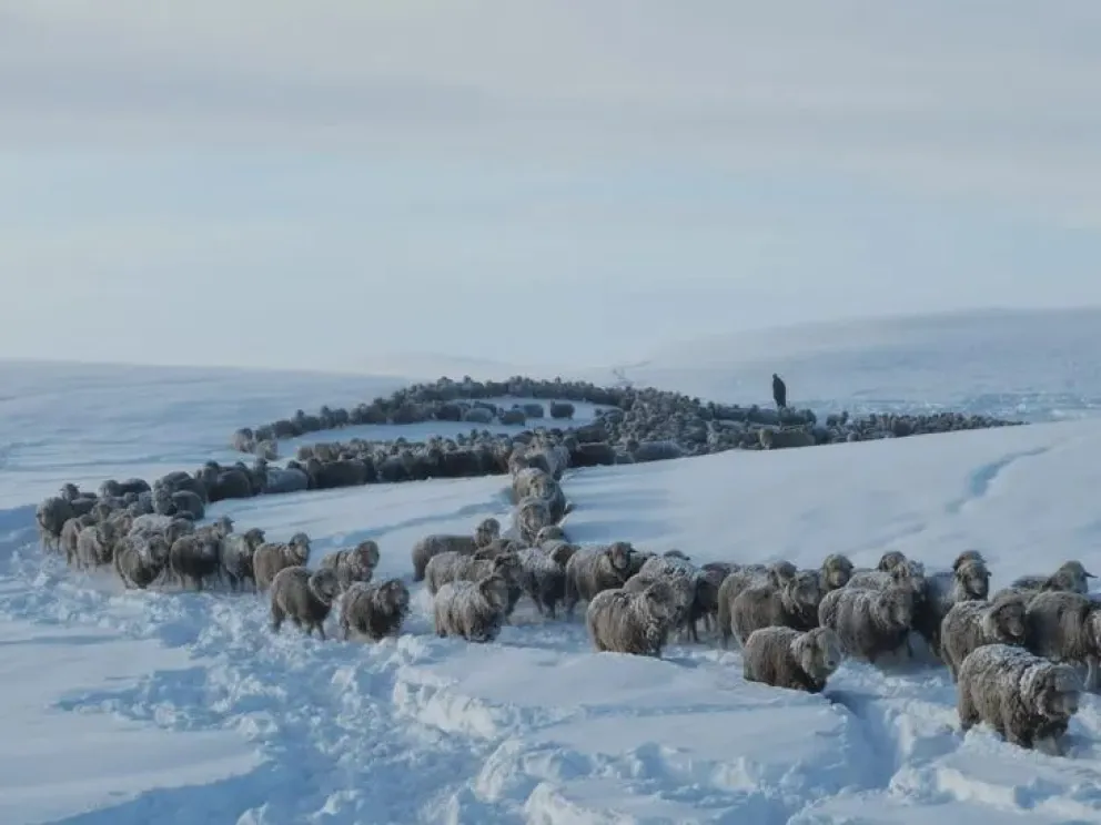 Preocupación por los animales ante el temporal de nevadas en el sur