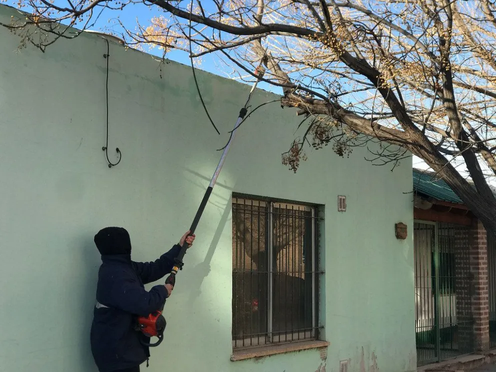 ¡Se vienen los últimos días! conoce el cronograma de poda en la ciudad 