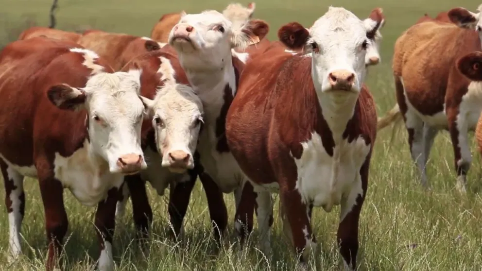 Insólito: Dinamarca quiere cobrar un impuesto a los eructos y flatulencias del ganado