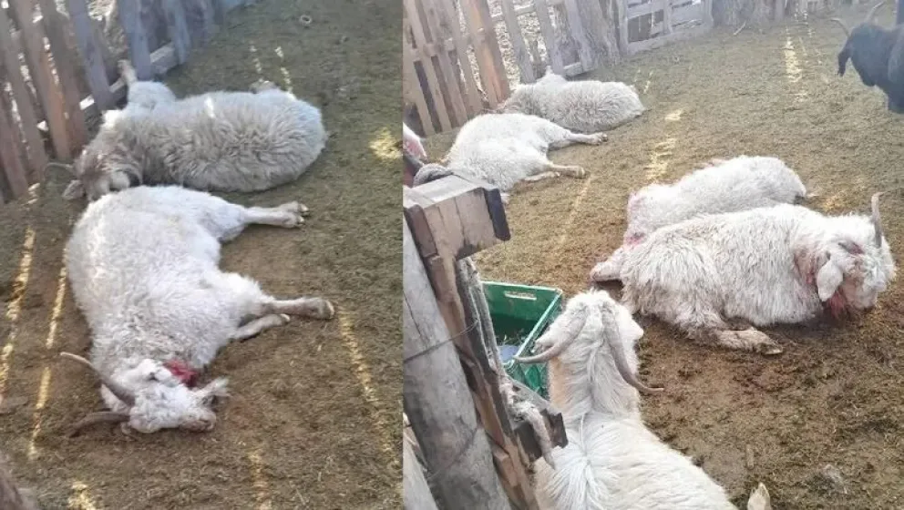 Mientras desfilaba en el acto de 9 de Julio le mataron sus animales