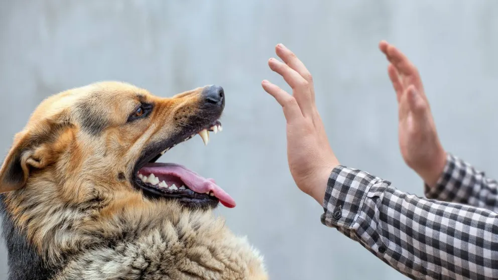 La ciencia demuestra que los perros perciben la actitud de las personas hacia sus dueños