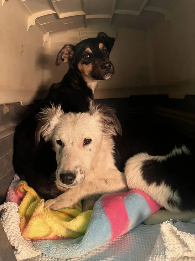 Gran jornada de vacunación masiva para mascotas en Parque Norte