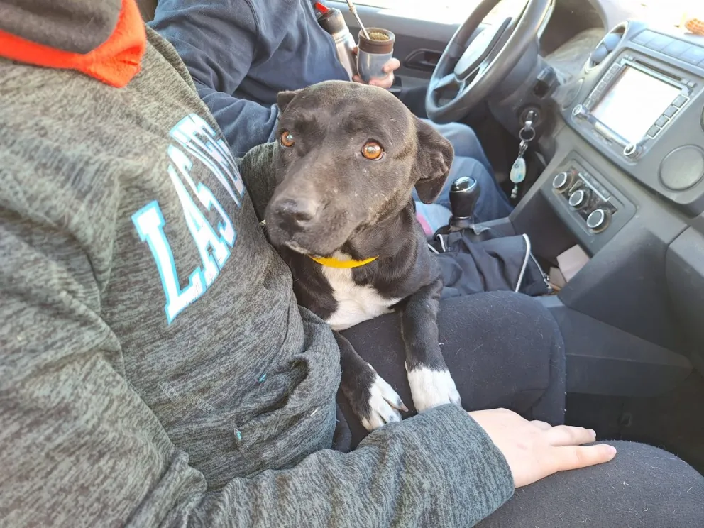 Desde la fundación remarcan que cualquier aporte, por pequeño que sea, resulta fundamental para sostener la tarea diaria. Foto Archivo