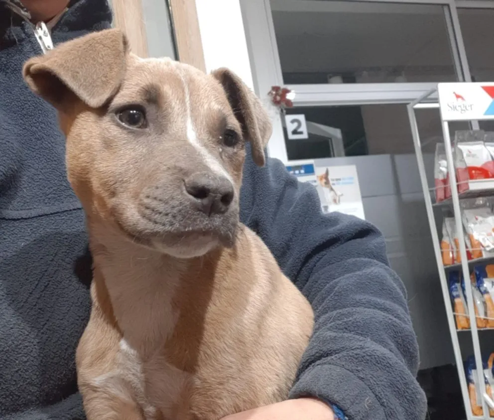 Desde Funpabia realizarán un censo canino y buscan voluntarios