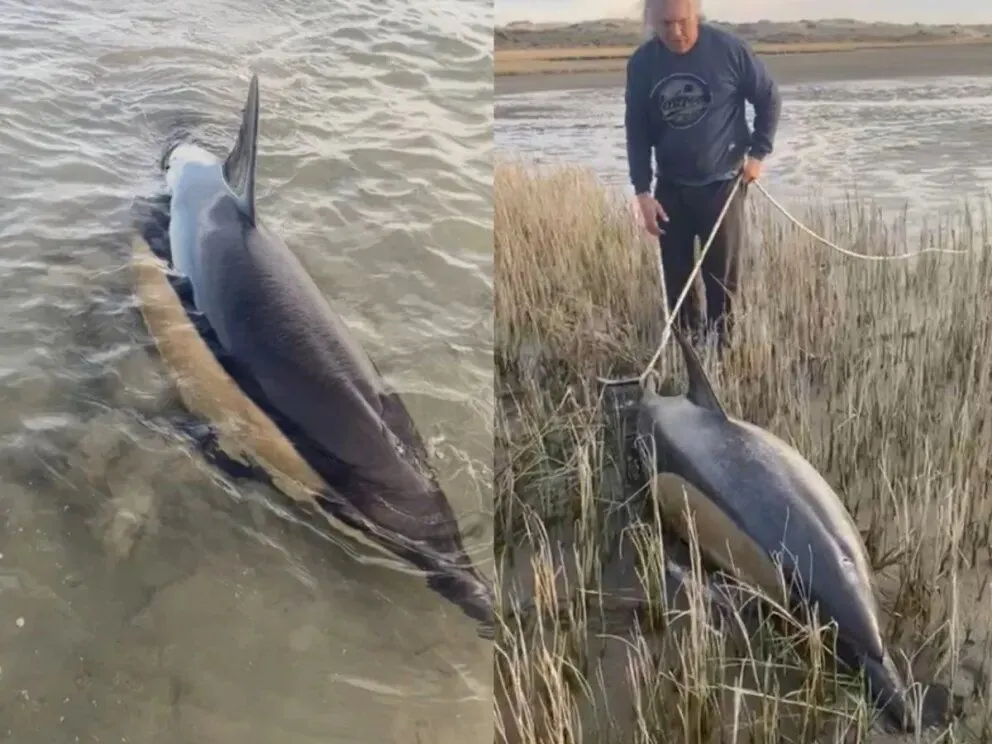 Dos vecinos se vistieron de héroes y salvaron delfines en riesgo de muerte