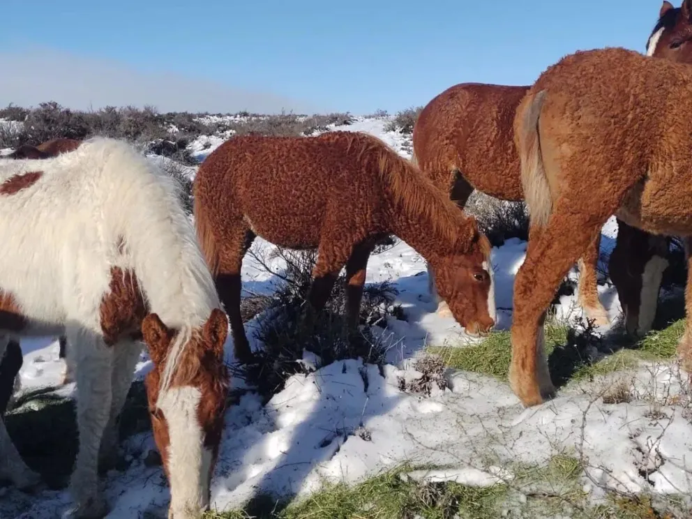 Los caballos con rulos llegaron a la Rural desde Maquinchao: sólo quedan 40 ejemplares en Argentina