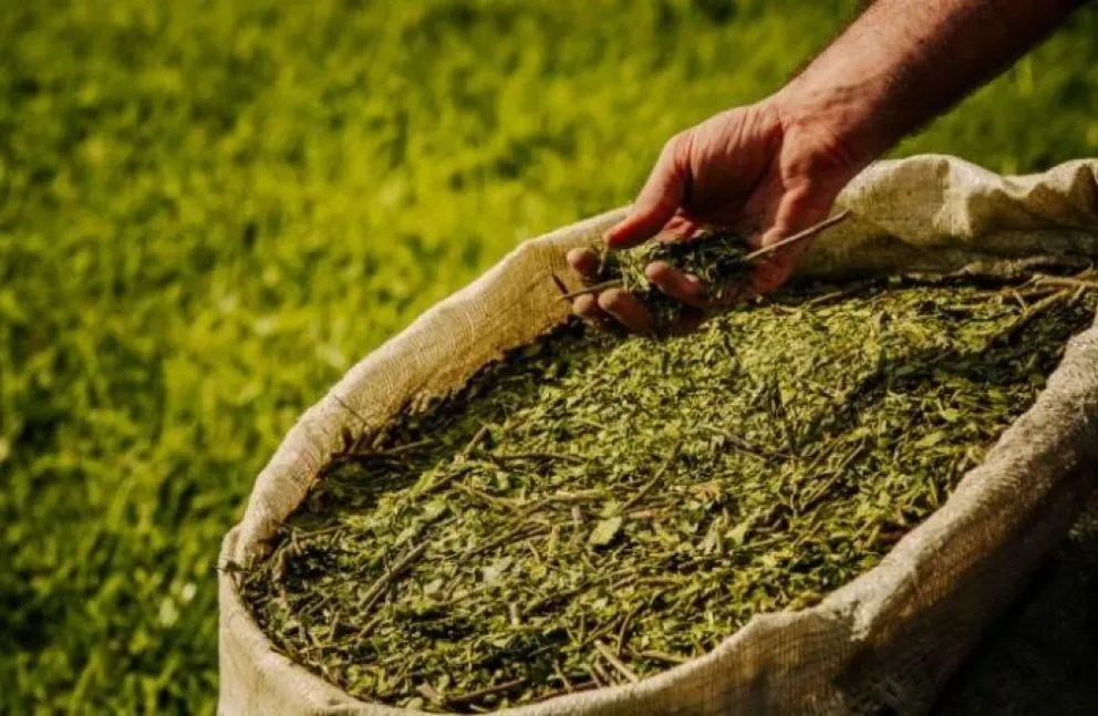 El precio de la yerba mate aumentó 35% tras la desregulación del sector