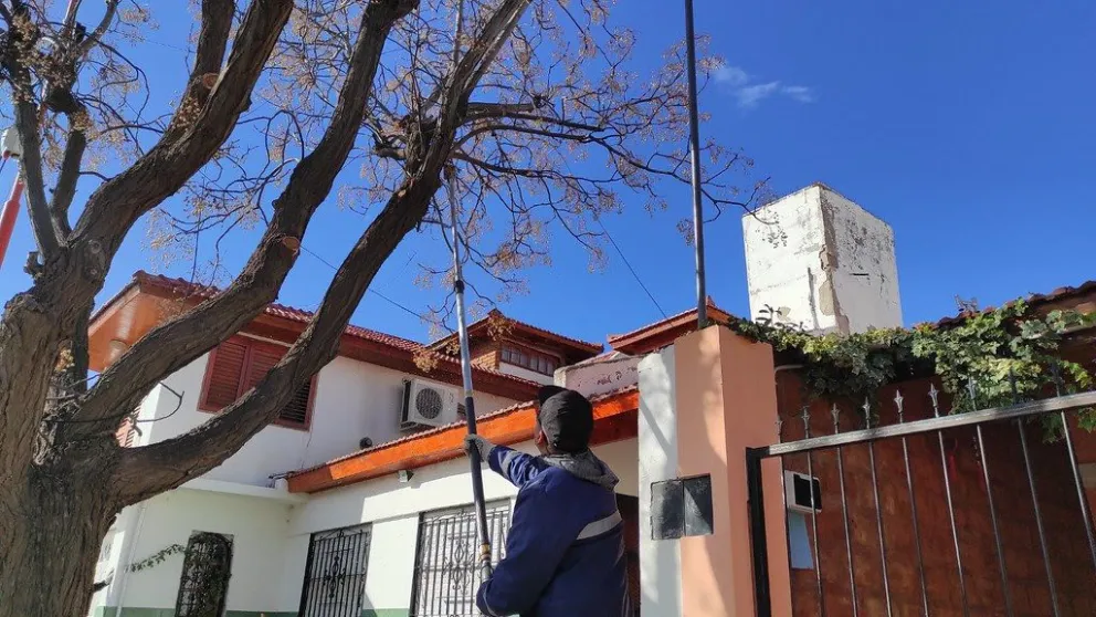 Avanza a buen ritmo el programa de poda: a prepararse Alte Brown, CGT y Mercantil