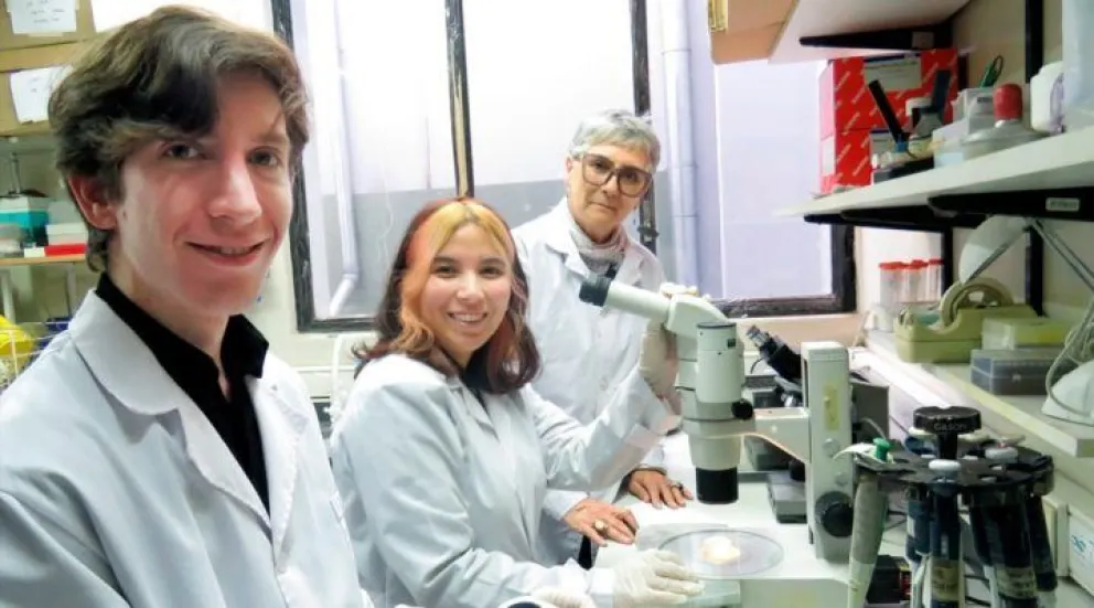 Científicos del CONICET aseguraron que la exposición a olas de calor reduce la fertilidad masculina