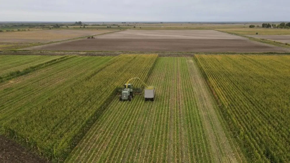 Río Negro: agricultura bajo riego, otra llave para el desarrollo productivo