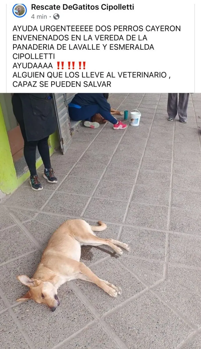 Perros apu&ntilde;alados en la vereda