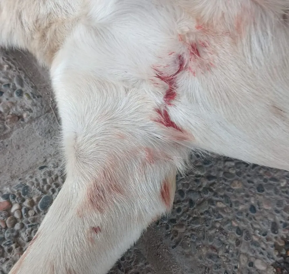 perrito lastimado en la vereda