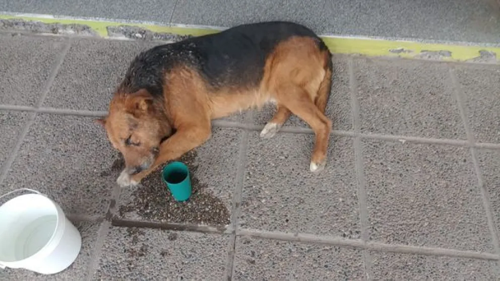 Apuñalaron a dos perros frente a una panadería