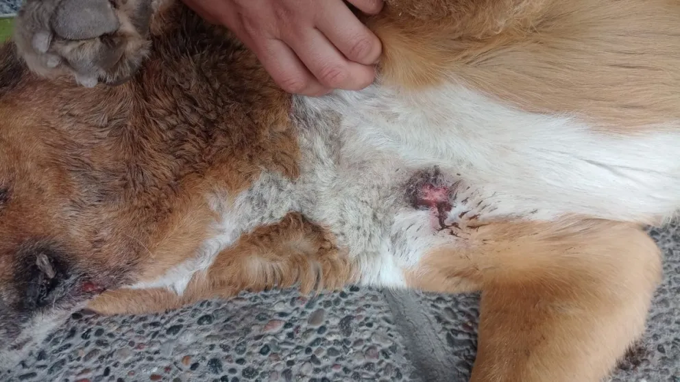 Uno de los perros apuñalados murió y el otro continúa internado fuera de peligro