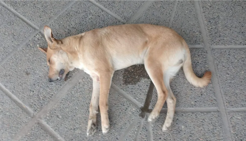 Mensaje amenazador: "voy a matar a todos los perros que se me canten, que se me den la gana”