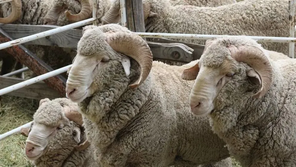 Robaron tres ovejas de la Facultad de Agrarias que eran para experimentaci&oacute;n