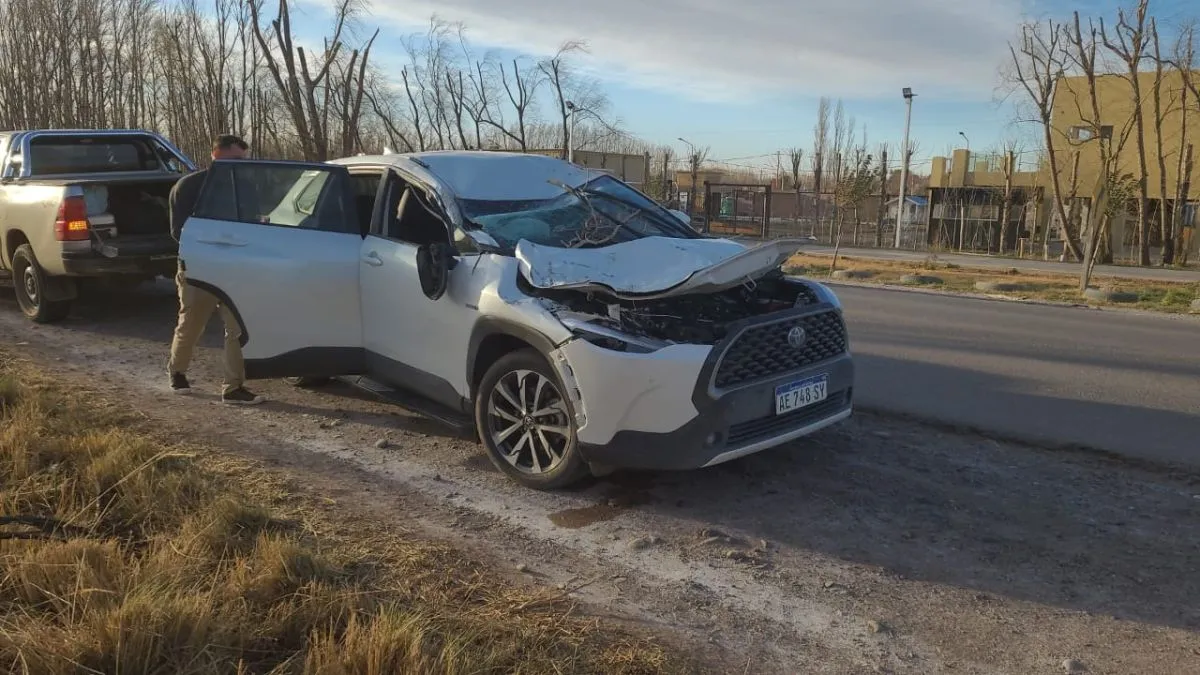 Un &aacute;lamo se desplom&oacute; sobre una camioneta en la ruta 7