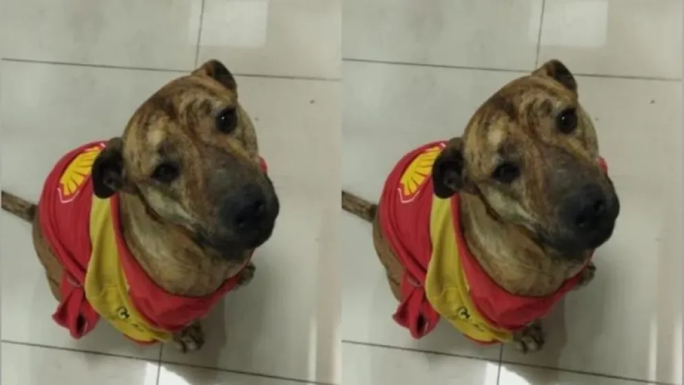 Trabajadores de una estación de servicio del Alto Valle adoptaron a un perrito abandonado
