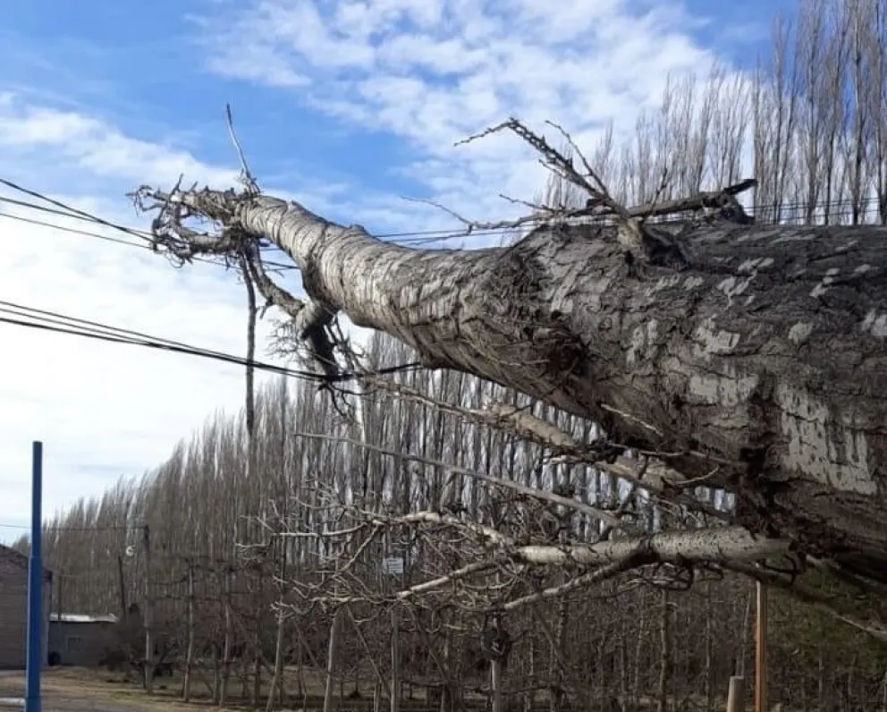 Viento furioso y trabajos extremos: la tormenta que azotó el Alto Valle 