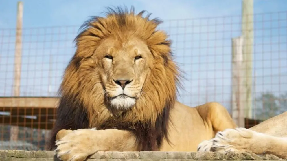 Zoológico de Irlanda: se quedó encerrado en la jaula de los leones y se salvó de milagro