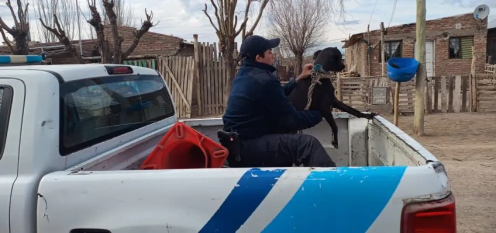 Final feliz: rescataron a un perro pitbull que sufría maltrato