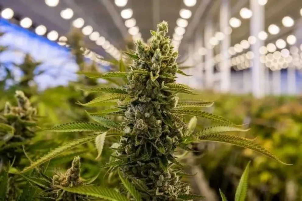 El Gobierno restringió aún más el cannabis medicinal: los detalles
