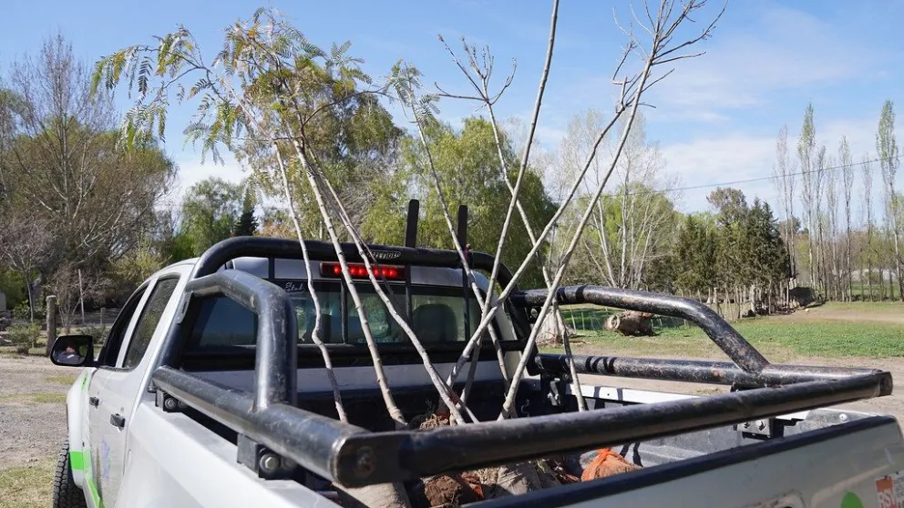 En caso de extraer un árbol se debe reemplazar con otro en menos de 120 días.