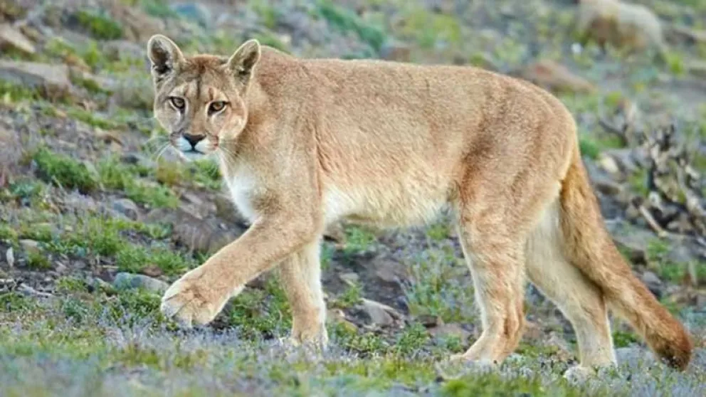 Denunciaron la presencia de un puma en la zona de las bardas