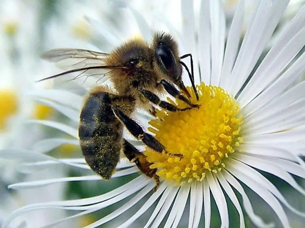 Abren las inscripciones a capacitación sobre polinización en la Facultad de Ciencias Agrarias