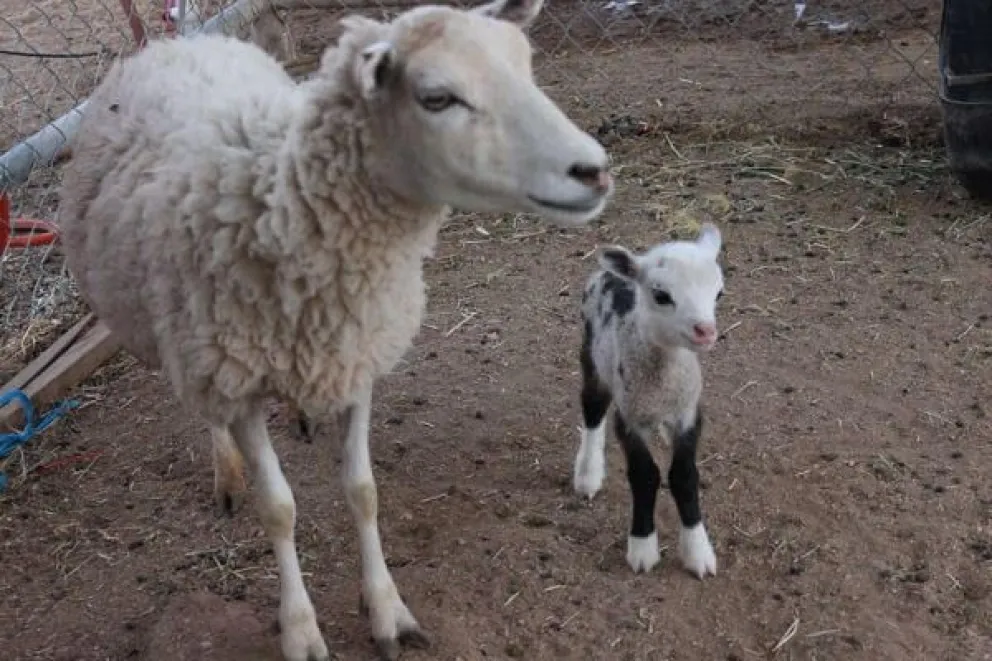 OVEJA CON SU CRIA