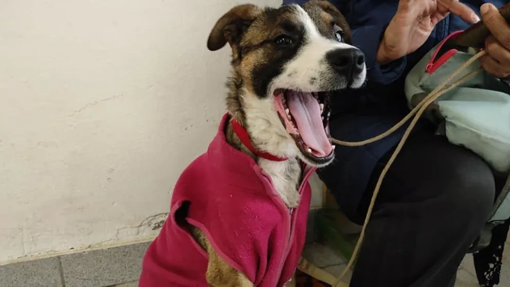 Continúan las jornadas de atención veterinaria gratuita en el barrio Anai Mapu