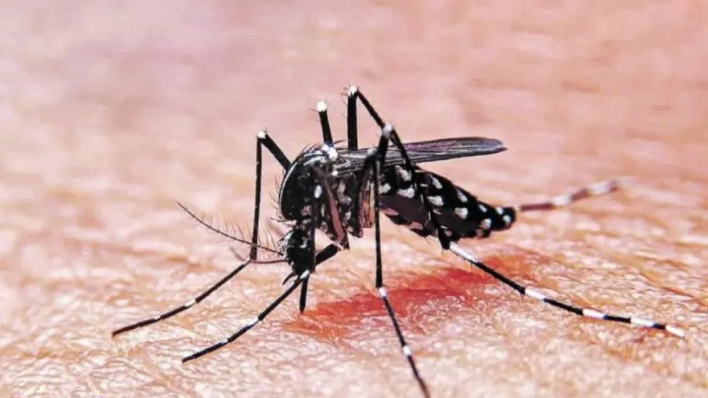 Se ponen en marcha las campañas de prevención contra el dengue en la región
