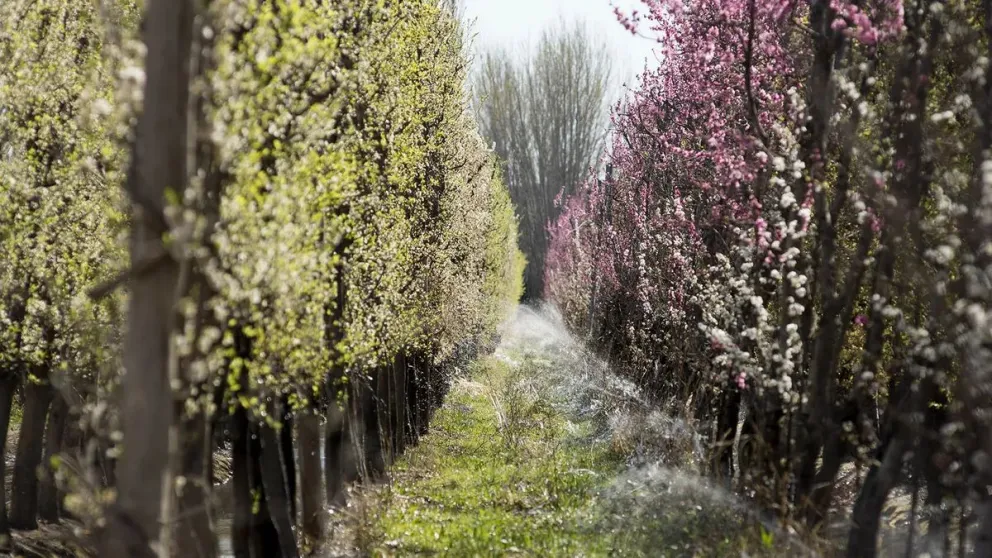 Heladas de baja intensidad en la región: evalúan si hubo daños en la producción